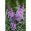 BAUHAUS Sommerflieder Buddleja Davidii 'Buzz Violet'(S), Lila -Gartenpflanzen Verkäufe 12 333