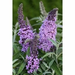 BAUHAUS Sommerflieder Buddleja Davidii 'Buzz Violet'(S), Lila