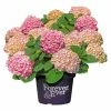 BAUHAUS Bauernhortensie Hydrangea Macrophylla 'Forever & Ever'® Pink, Topfvolumen: 5 L, Rosa 1 BAUHAUS Bauernhortensie Hydrangea Macrophylla 'Forever & Ever'® Pink, Topfvolumen: 5 L, Rosa -Gartenpflanzen Verkäufe 12 334