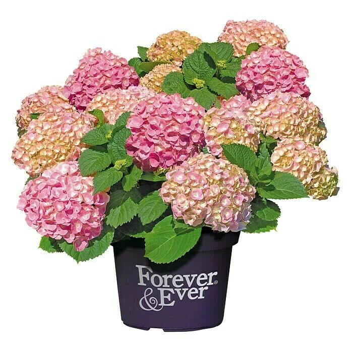 BAUHAUS Bauernhortensie Hydrangea Macrophylla 'Forever & Ever'® Pink, Topfvolumen: 5 L, Rosa 3 BAUHAUS Bauernhortensie Hydrangea Macrophylla 'Forever & Ever'® Pink, Topfvolumen: 5 L, Rosa