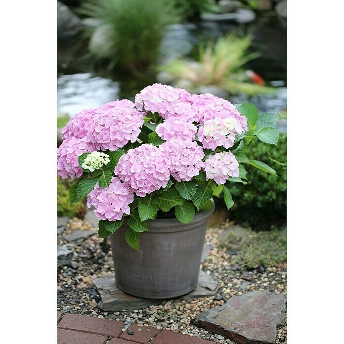 BAUHAUS Bauernhortensie Hydrangea Macrophylla 'Forever & Ever'® Pink, Topfvolumen: 5 L, Rosa 4 BAUHAUS Bauernhortensie Hydrangea Macrophylla 'Forever & Ever'® Pink, Topfvolumen: 5 L, Rosa – Bild 2