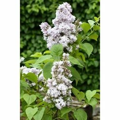 BAUHAUS Flieder Syringa Vulgaris 'Nadeshda'