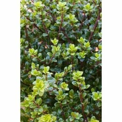 BAUHAUS Bergilex Stämmchen Ilex Crenata 'Glorie Dwarf'(S), Aktuelle Wuchshöhe: 50 Cm - 70 Cm