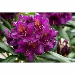 BAUHAUS Großblumiger Rhododendron Rhododendron 'Marcel Menard' EASYDENDRON®, Topfvolumen: 5 L, Violett