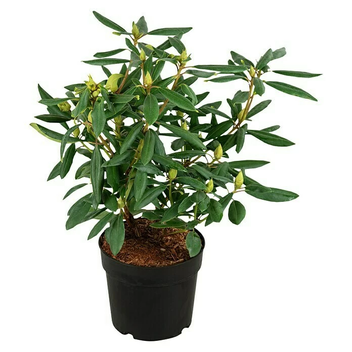BAUHAUS Großblumiger Rhododendron Rhododendron 'Marcel Menard' EASYDENDRON®, Topfvolumen: 5 L, Violett 4 BAUHAUS Großblumiger Rhododendron Rhododendron 'Marcel Menard' EASYDENDRON®, Topfvolumen: 5 L, Violett – Bild 2