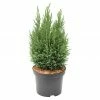 BAUHAUS Blaue Scheinzypresse Chamaecyparis Lawsoniana 'Ellwoodii', Aktuelle Wuchshöhe: 20 Cm - 30 Cm -Gartenpflanzen Verkäufe 12 34