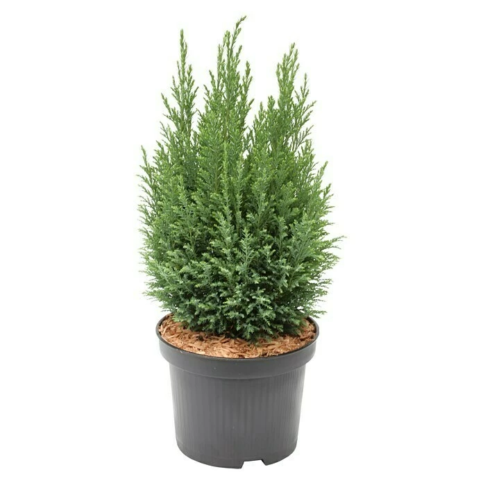 BAUHAUS Blaue Scheinzypresse Chamaecyparis Lawsoniana 'Ellwoodii', Aktuelle Wuchshöhe: 20 Cm - 30 Cm 3 BAUHAUS Blaue Scheinzypresse Chamaecyparis Lawsoniana 'Ellwoodii', Aktuelle Wuchshöhe: 20 Cm - 30 Cm