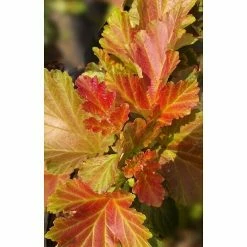 BAUHAUS Blasenspiere Physocarpus Opulifolius 'Amber Jubilee'®, Topfvolumen: 4,6 L, 40 Cm - 60 Cm