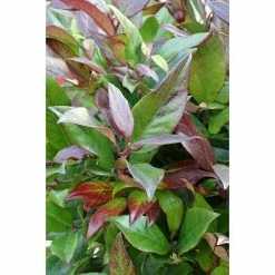 BAUHAUS Traubenheide Leucothoe Walteri 'Scarletta'®, Topfvolumen: 2,3 L