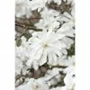 BAUHAUS Magnolie Magnolia Stellata, Aktuelle Wuchshöhe: 50 Cm - 70 Cm -Gartenpflanzen Verkäufe 12 342
