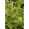 BAUHAUS Kletterhortensie Hydrangea Petiolaris 'Miranda'®, Topfvolumen: 6 L -Gartenpflanzen Verkäufe 12 343