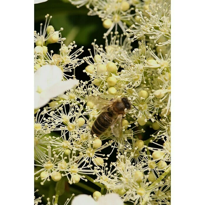 BAUHAUS Kletterhortensie Hydrangea Petiolaris 'Miranda'®, Topfvolumen: 6 L 4 BAUHAUS Kletterhortensie Hydrangea Petiolaris 'Miranda'®, Topfvolumen: 6 L – Bild 2