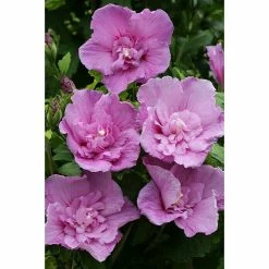 BAUHAUS Garteneibisch Hibiscus Syriacus 'Lavender Chiffon'®, Aktuelle Wuchshöhe: 40 Cm - 60 Cm