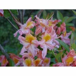 BAUHAUS Rhododendron Rhododendron Viscosum 'Quiet Thoughts', Topfvolumen: 4,6 L, Apricot