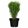 BAUHAUS Piardino Lebensbaum 'Teddy' Thuja Occidentalis 'Teddy', Topfgröße: 9 Cm -Gartenpflanzen Verkäufe 12 35