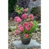 BAUHAUS Rhododendron Rhododendron Luteum 'Homebush', Pink, Topfvolumen: 4,6 L -Gartenpflanzen Verkäufe 12 351