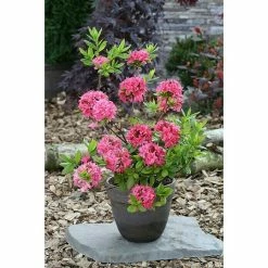 BAUHAUS Rhododendron Rhododendron Luteum 'Homebush', Pink, Topfvolumen: 4,6 L