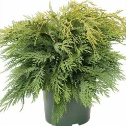 BAUHAUS Lawsons Scheinzypresse Chamaecyparis Lawsoniana 'Sunkist', Aktuelle Wuchshöhe: 30 Cm - 50 Cm