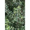 BAUHAUS Bergilex Ilex Crenata 'Ellipta Convex', Aktuelle Wuchshöhe: 15 Cm - 20 Cm