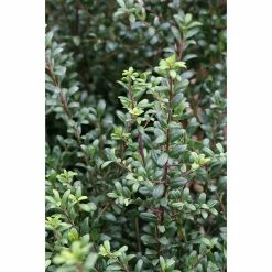 BAUHAUS Bergilex Ilex Crenata 'Ellipta Convex', Aktuelle Wuchshöhe: 15 Cm - 20 Cm