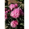 BAUHAUS Rhododendron Rhododendron Makinoi 'Jens Jörgen Sörensen', Rosa