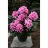 BAUHAUS Großblumiger Rhododendron Rhododendron 'Furnivall's Daughter' EASYDENDRON®, Topfvolumen: 5 L, Rosa -Gartenpflanzen Verkäufe 12 357