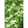 BAUHAUS Blumen-Hartriegel Cornus Kousa Chinensis 'Milky Way', Topfvolumen: 7 L, Aktuelle Wuchshöhe: 60 Cm - 80 Cm, Cremeweiß -Gartenpflanzen Verkäufe 12 358