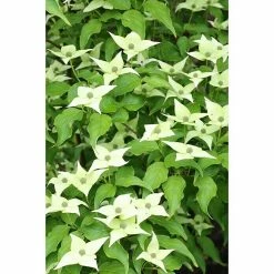 BAUHAUS Blumen-Hartriegel Cornus Kousa Chinensis 'Milky Way', Topfvolumen: 7 L, Aktuelle Wuchshöhe: 60 Cm - 80 Cm, Cremeweiß