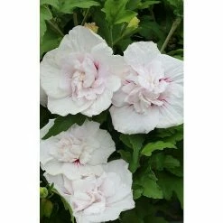 BAUHAUS Garteneibisch Hibiscus Syriacus 'Starbust Chiffon'®, Aktuelle Wuchshöhe: 60 Cm - 80 Cm