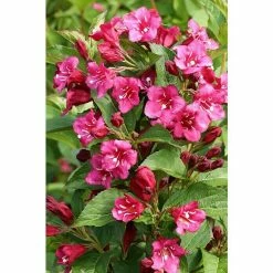 BAUHAUS Weigelie Weigela Florida 'Bristol Ruby', 30 Cm - 50 Cm