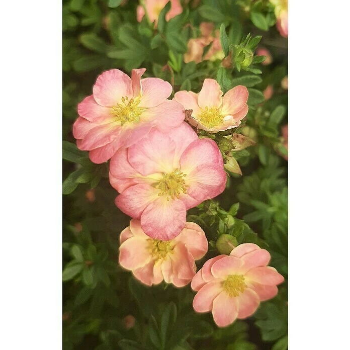 BAUHAUS Fingerstrauch Potentilla Fruticosa 'Apple Pie', Apricot 3 BAUHAUS Fingerstrauch Potentilla Fruticosa 'Apple Pie', Apricot