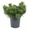 BAUHAUS Berg-Kiefer Pinus Mugo Mughus, Topfvolumen: 5 L, Aktuelle Wuchshöhe: 30 Cm - 50 Cm