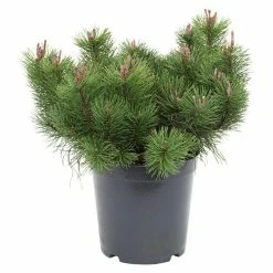 BAUHAUS Berg-Kiefer Pinus Mugo Mughus, Topfvolumen: 5 L, Aktuelle Wuchshöhe: 30 Cm - 50 Cm