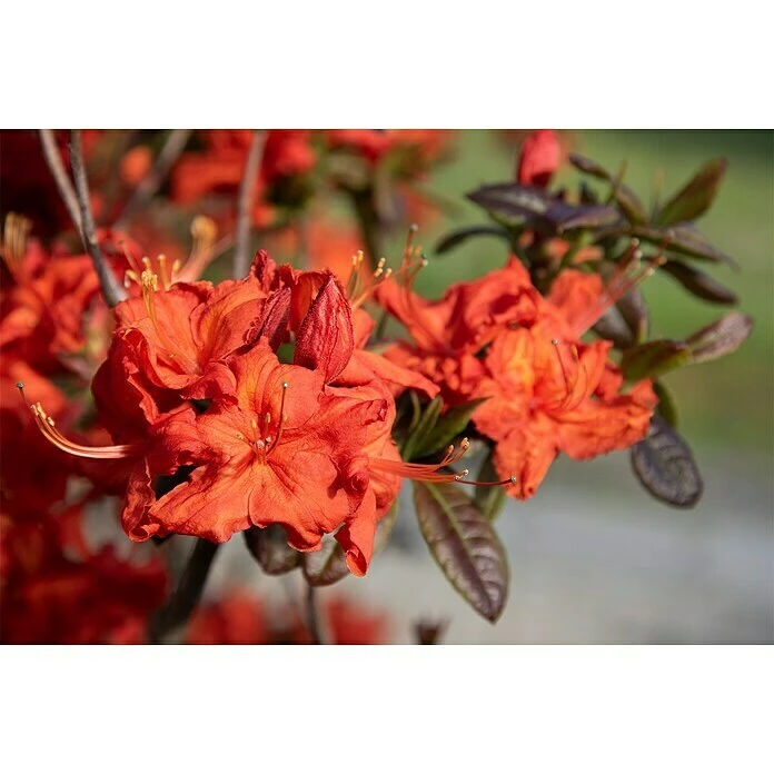 BAUHAUS Rhododendron Rhododendron Luteum 'Fireball', Topfvolumen: 4,6 L, Rot/Orange 4 BAUHAUS Rhododendron Rhododendron Luteum 'Fireball', Topfvolumen: 4,6 L, Rot/Orange – Bild 2