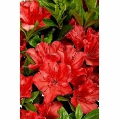 BAUHAUS Japanische Azalee Rhododendron Obtusum 'Geisha Orange', Topfvolumen: 4,6 L, Orange -Gartenpflanzen Verkäufe 12 369