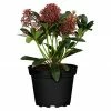 BAUHAUS Piardino Japanische Blütenskimmie Skimmia Japonica 'Rubella', Topfgröße: 13 Cm, Rot -Gartenpflanzen Verkäufe 12 37