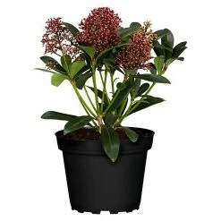 BAUHAUS Piardino Japanische Blütenskimmie Skimmia Japonica 'Rubella', Topfgröße: 13 Cm, Rot