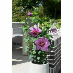 BAUHAUS Garteneibisch Hibiscus Syriacus 'Big Hibiskiss', Aktuelle Wuchshöhe: 40 Cm - 60 Cm