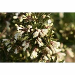 BAUHAUS Weigelie Weigela Florida 'Ebony & Ivory'®, 30 Cm - 50 Cm