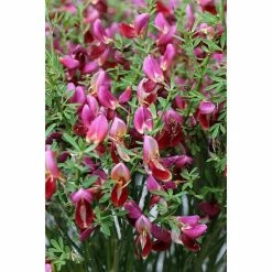 BAUHAUS Ginster Cytisus Scoparius 'Windlesham Ruby', Topfvolumen: 4 L, Rosarot