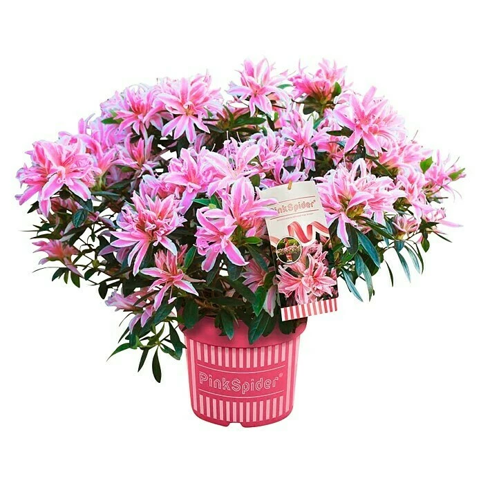 BAUHAUS Japanische Azalee Rhododendron Obtusum 'Pink Spider'®, Topfvolumen: 4 L, Pink 3 BAUHAUS Japanische Azalee Rhododendron Obtusum 'Pink Spider'®, Topfvolumen: 4 L, Pink