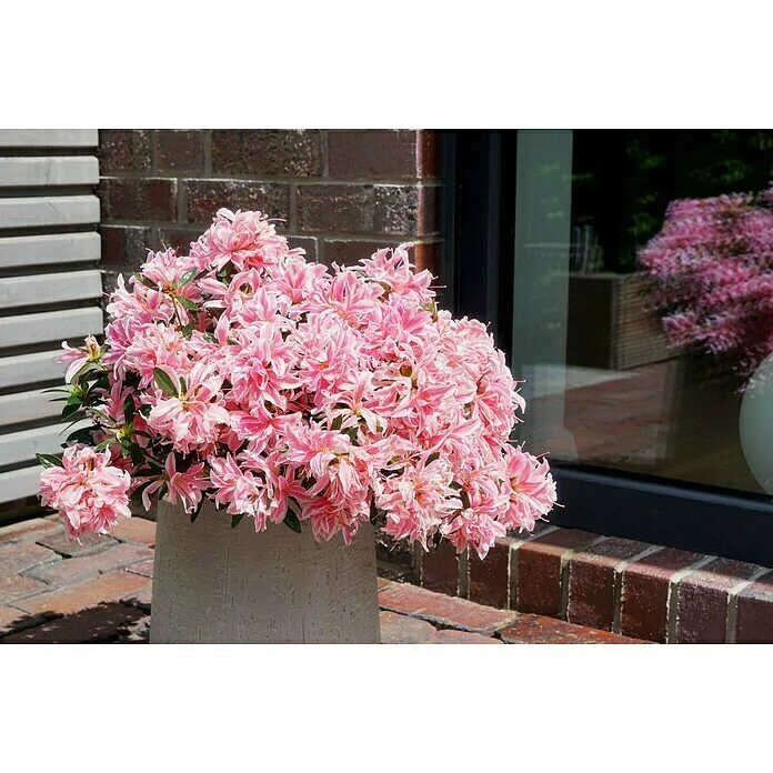 BAUHAUS Japanische Azalee Rhododendron Obtusum 'Pink Spider'®, Topfvolumen: 4 L, Pink 4 BAUHAUS Japanische Azalee Rhododendron Obtusum 'Pink Spider'®, Topfvolumen: 4 L, Pink – Bild 2