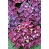 BAUHAUS Bauernhortensie Hydrangea Macrophylla 'Music-Collection'® 'Deep Purple Dance'®, Violett 2 BAUHAUS Bauernhortensie Hydrangea Macrophylla 'Music-Collection'® 'Deep Purple Dance'®, Violett -Gartenpflanzen Verkäufe 12 376