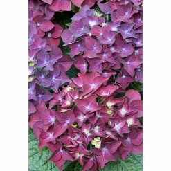 BAUHAUS Bauernhortensie Hydrangea Macrophylla 'Music-Collection'® 'Deep Purple Dance'®, Violett