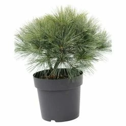 BAUHAUS Strobe Pinus Strobus 'Bergman's Mini', Aktuelle Wuchshöhe: 15 Cm - 20 Cm