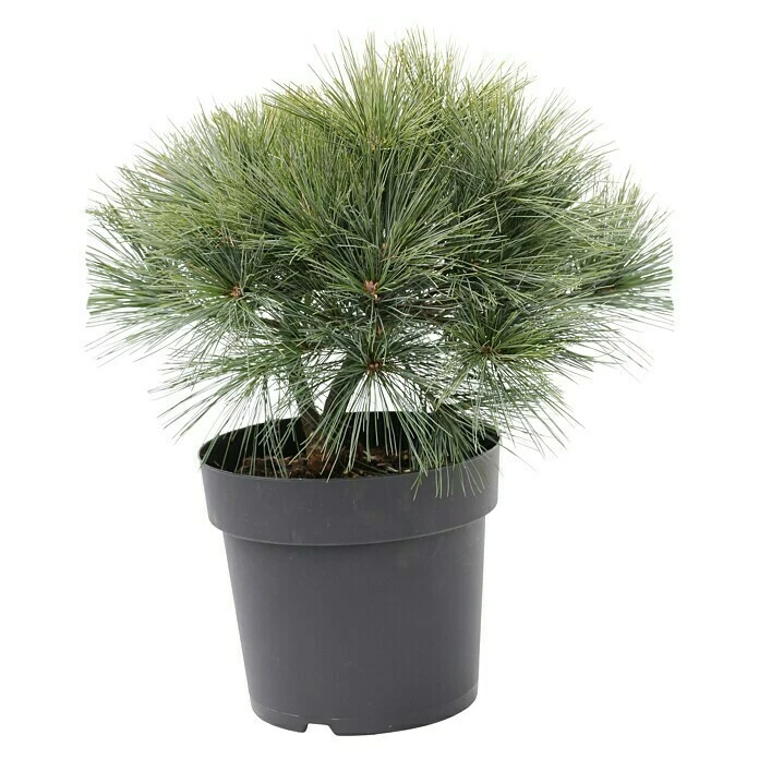 BAUHAUS Strobe Pinus Strobus 'Bergman's Mini', Aktuelle Wuchshöhe: 15 Cm - 20 Cm 3 BAUHAUS Strobe Pinus Strobus 'Bergman's Mini', Aktuelle Wuchshöhe: 15 Cm - 20 Cm