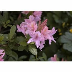 BAUHAUS Rhododendron Rhododendron Luteum 'Soir De Paris', Topfvolumen: 4,6 L, Rosa
