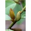 BAUHAUS Magnolie Magnolia Soulangiana 'Fairy Cream'®, Aktuelle Wuchshöhe: 60 Cm - 80 Cm -Gartenpflanzen Verkäufe 12 382