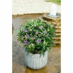BAUHAUS Sommerflieder Buddleja Davidii 'Summer Lounge'® 'Purple Lion'(S), Violett, Topfvolumen: 4,6 L