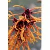 BAUHAUS Zaubernuss Hamamelis Intermedia 'Jelena', 50 Cm - 70 Cm, Orange -Gartenpflanzen Verkäufe 12 386